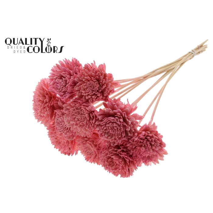 <h4>Shola Zinia Ø8cm on stem Light Pink</h4>