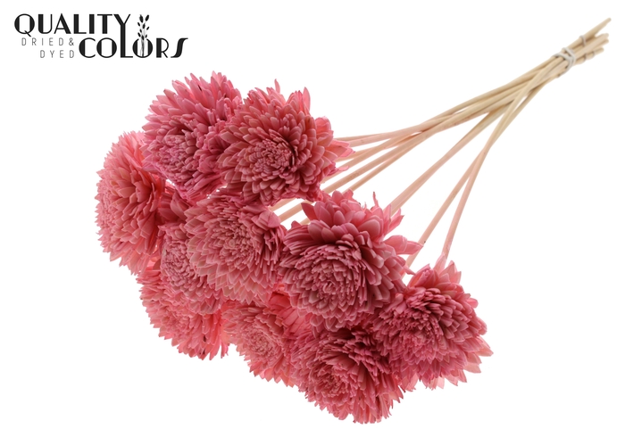 Shola Zinia Ø8cm on stem Light Pink