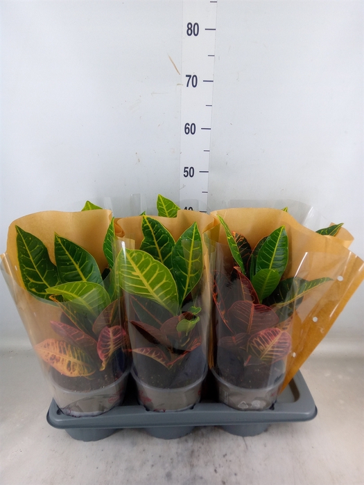 <h4>Codiaeum var. GR 'Petra'</h4>