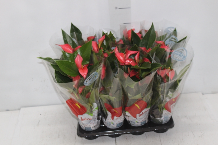 <h4>ANTHURIUM TRILLIONS RED P06</h4>