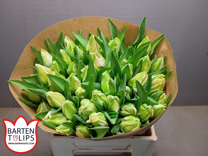 <h4>TU PA ZAMBESI</h4>