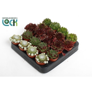 Sempervivum Mix
