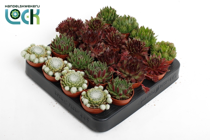 <h4>Sempervivum Mix</h4>