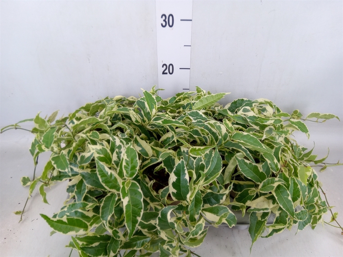 <h4>Ficus sagittata</h4>