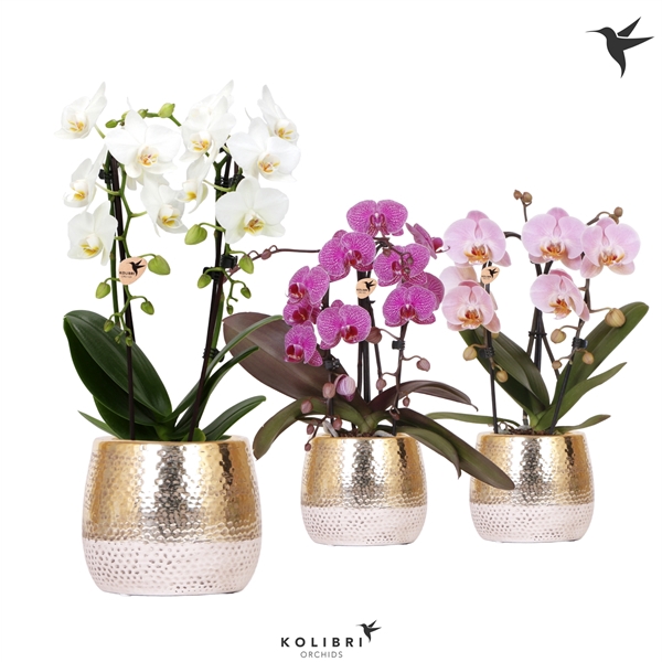 <h4>Kolibri Orchids Niagara fall mix 2 spike in Elite pot gold</h4>