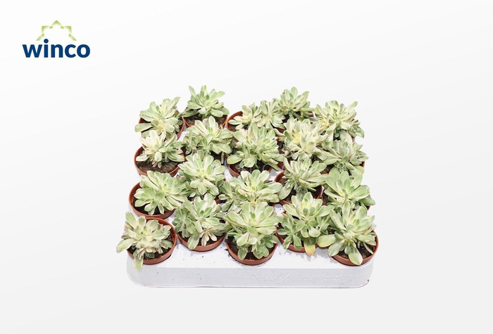 <h4>Aeonium Variegata</h4>