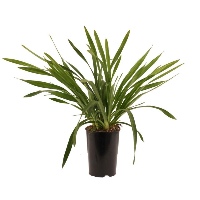 <h4>mix cascade cymbidium, zonder takken</h4>