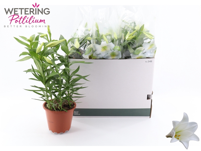 <h4>LIL LO MIRACLE</h4>