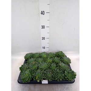 Graptopetalum tacitus