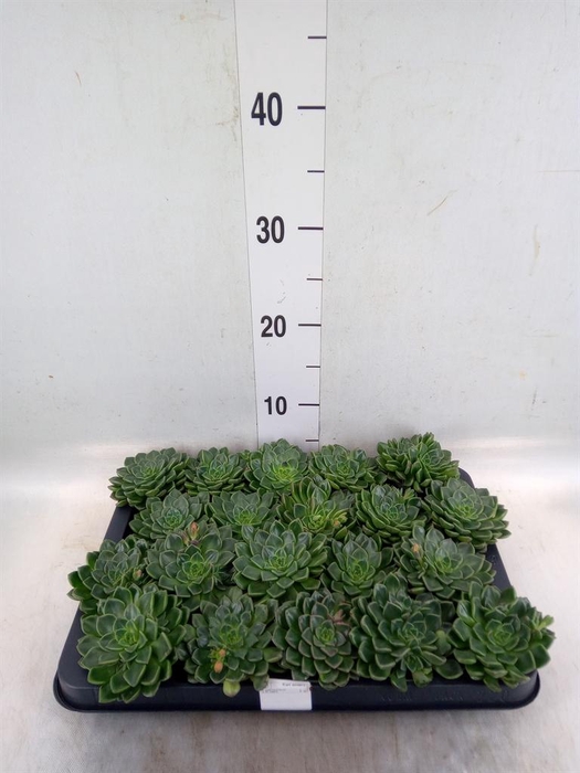 <h4>Graptopetalum tacitus</h4>