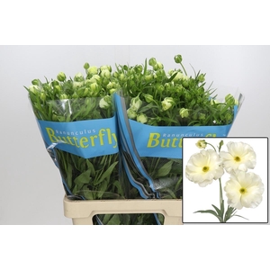 RAN BUTTERFLY GRACES