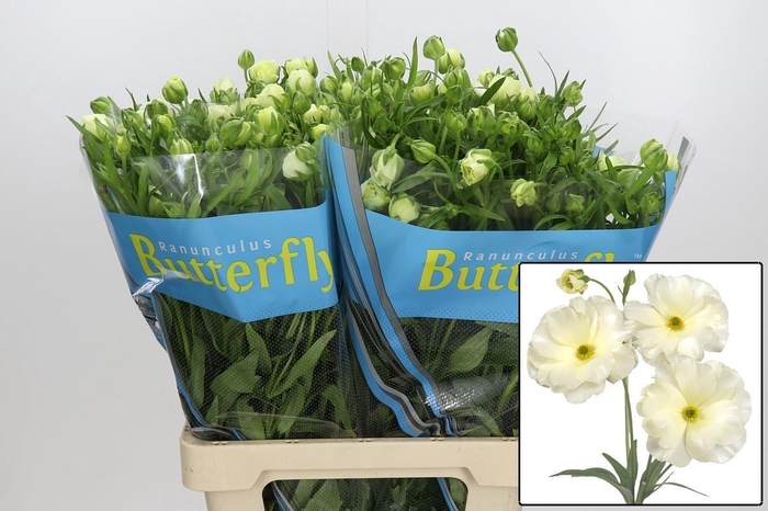 <h4>RAN BUTTERFLY GRACES</h4>