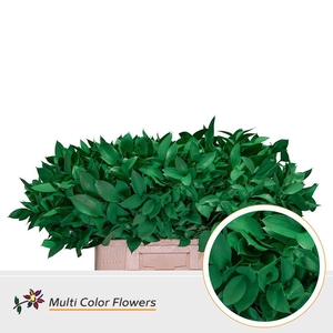Ruscus   ...colored H%