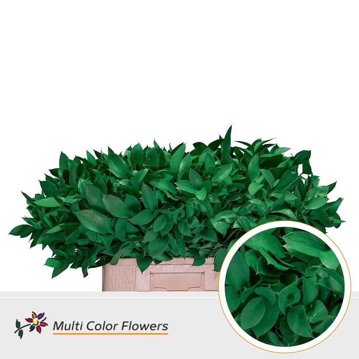<h4>Ruscus   ...colored H%</h4>