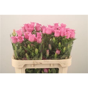 Campanula Med Champ Rose