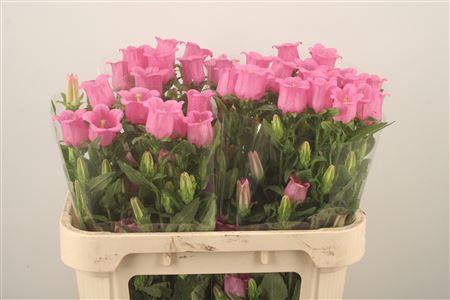 <h4>Campanula Med Champ Rose</h4>