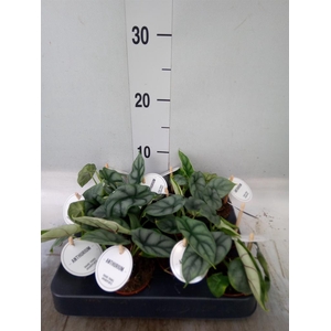 Alocasia   ...