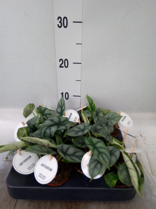 <h4>Alocasia   ...</h4>