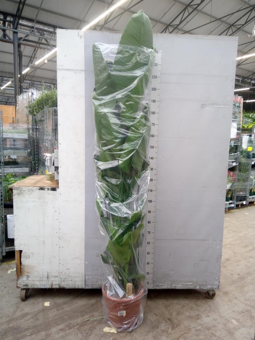 <h4>Strelitzia nicolai</h4>