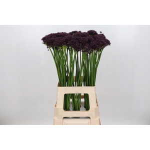 Allium Atropurpureum