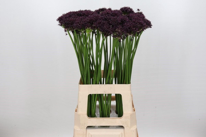 <h4>Allium Atropurpureum</h4>
