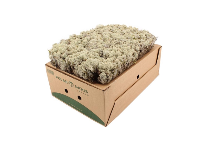 <h4>Mos Ijslands Mos Hard</h4>