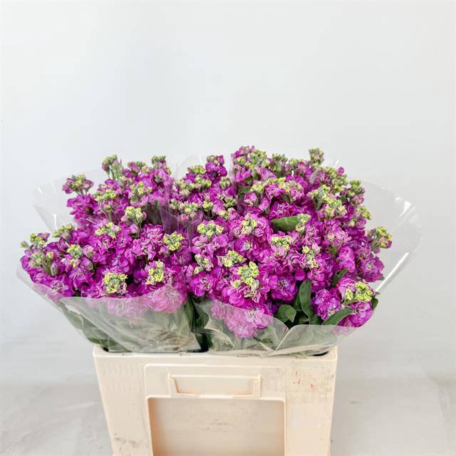 <h4>Matth Stox Deep Rose</h4>
