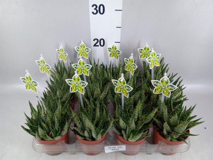 <h4>Aloe   ...</h4>