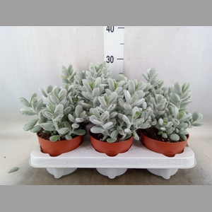 Cotyledon  'Coral'