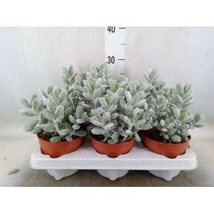 Cotyledon  'Coral'