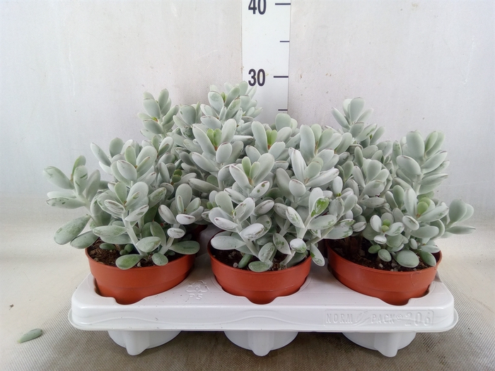<h4>Cotyledon  'Coral'</h4>