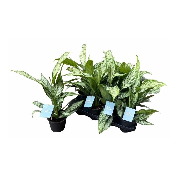 <h4>AGLAO SILVER QUEEN</h4>