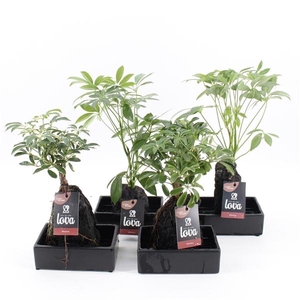 Arrangementen kamerplanten groen H%