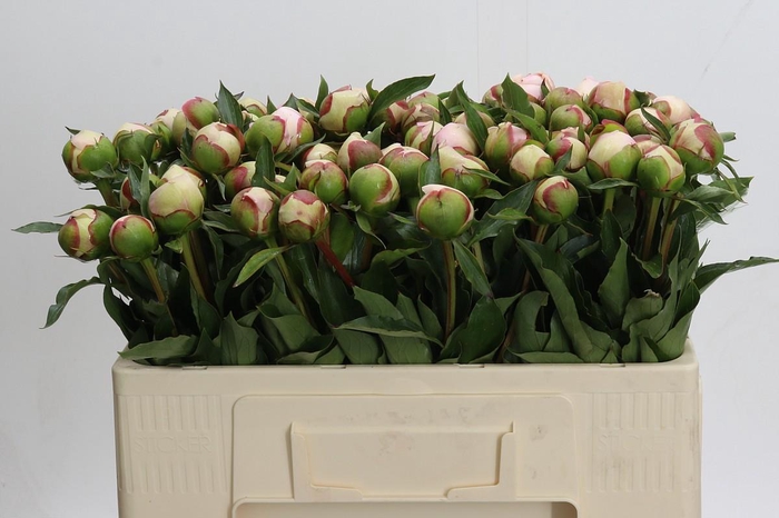 <h4>Paeonia Noemi Demay</h4>