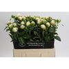 Paeonia Princess Bride