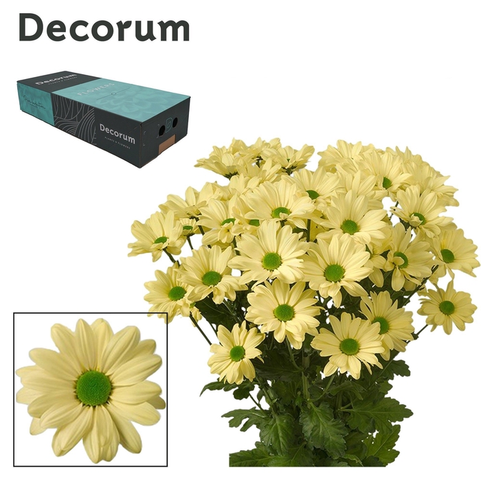 <h4>Chr T Kennedy Decorum Cream</h4>