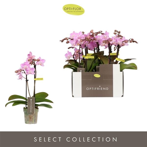 <h4>Phalaenopsis Multifloratypes overig roze</h4>