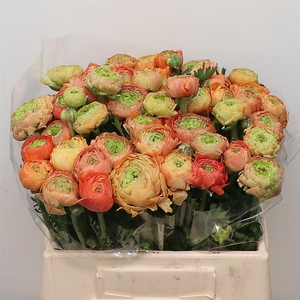 Ran Aazur Salmon N L