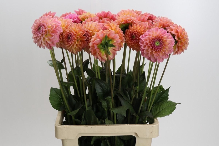 <h4>Dahlia Linda's Baby</h4>