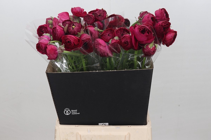 <h4>Ranunculus Charm Hot Pink</h4>