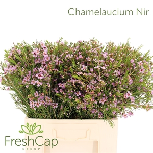 Chamelaucium Nir