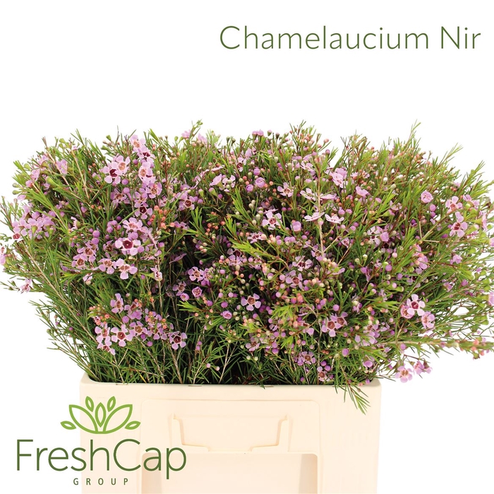 <h4>Chamelaucium Nir</h4>