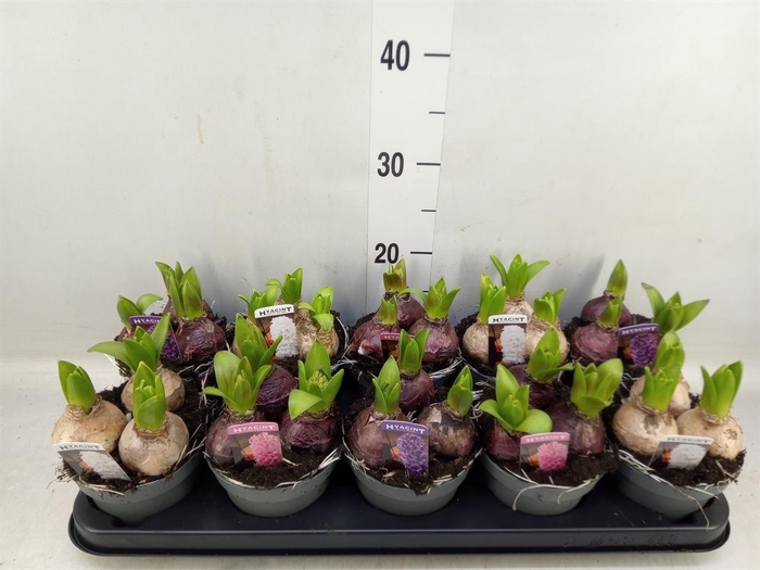 <h4>Hyacinthus orie. 'Pearl'  ...mix  3</h4>