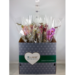Phalaenopsis   ...mix