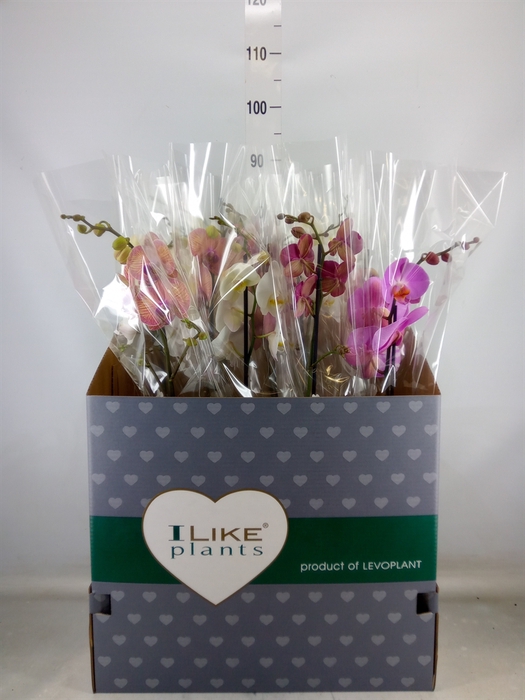<h4>Phalaenopsis   ...mix</h4>