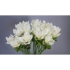 Curcuma White