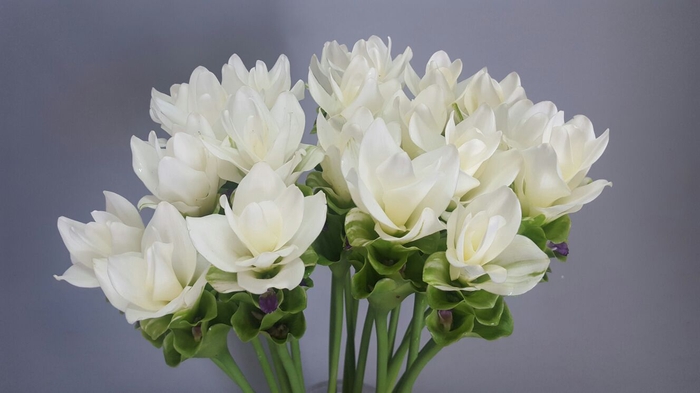 Curcuma White