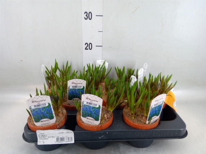 <h4>Muscari   ...</h4>