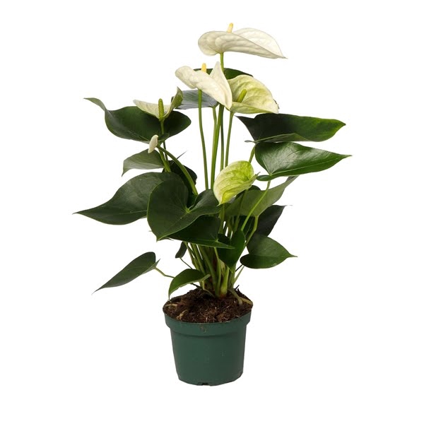 Anthurium Samora 12cm