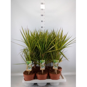 Dracaena marg. 'Sunray'